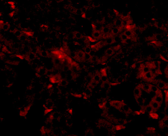 a06565 gnpda2 primary antibodies if testing 3