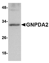 a06565 gnpda2 primary antibodies wb testing 1