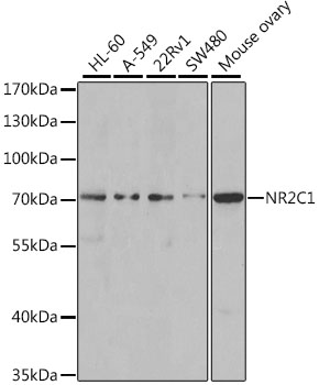 Western blot analysis of extracts of various cell lines, using NR2C1 antibody  at 1:1000 dilution