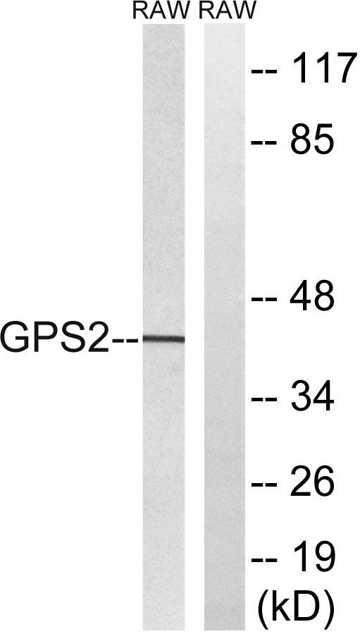 a06569 gps2 primary antibodies wb testing 1