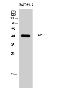 a06569 gps2 primary antibodies wb testing 2