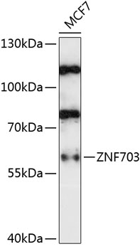 a06570 znf703 primary antiboties wb testing 1