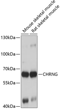 a06571 chrng primary antiboties wb testing 1