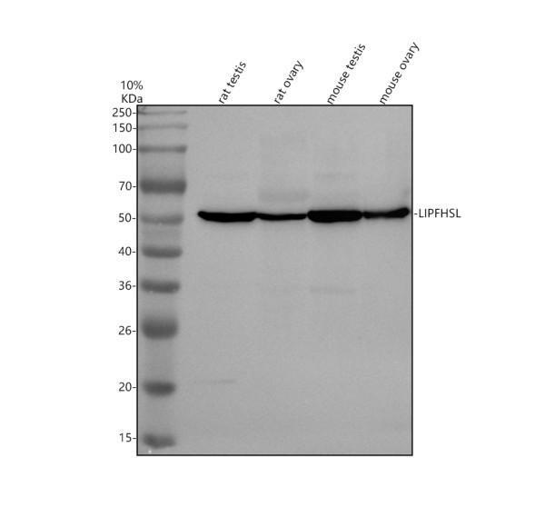 Western blot analysis of LIPF using anti-LIPF antibody (A06572-2)