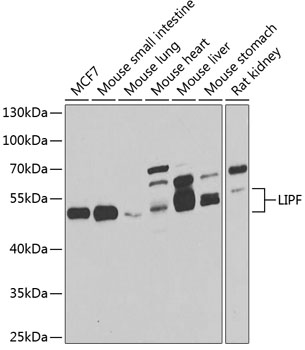 Western blot analysis of extracts of various cell lines, using LIPF antibody  at 1:1000 dilution