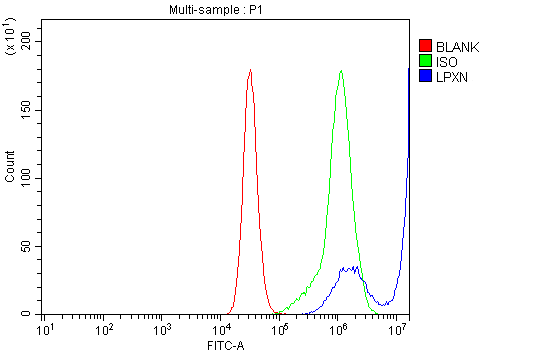  Flow Cytometry analysis of RAJI cells using anti-LPXN antibody (A06581)