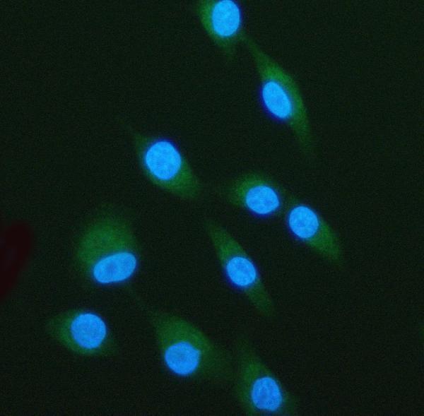  IF analysis of LPXN using anti-LPXN antibody (A06581)