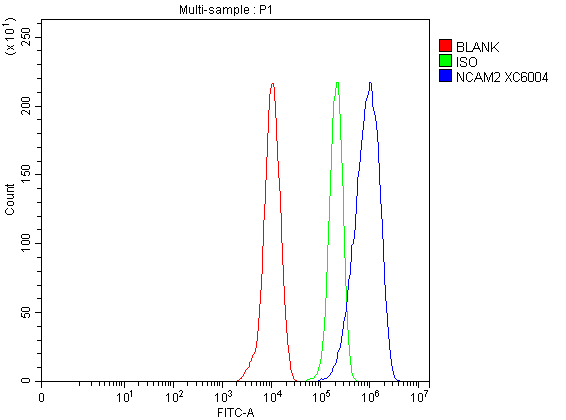 a06583 2 ncam2 primary antibodies fcm testing 1