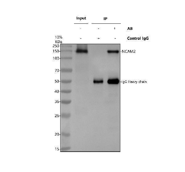 Immunoprecipitating NCAM2 in MCF-7 whole cell lysate