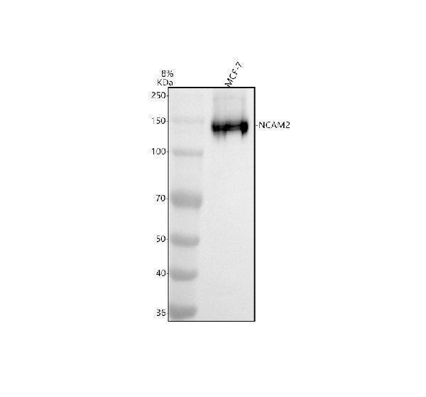 Western blot analysis of NCAM2 using anti-NCAM2 antibody (A06583-2)