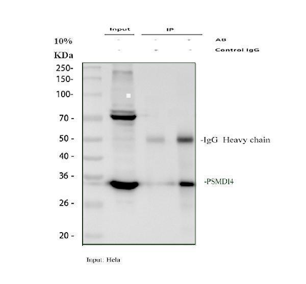 a06584 1 psmd14 primary antibodies ip testing 1