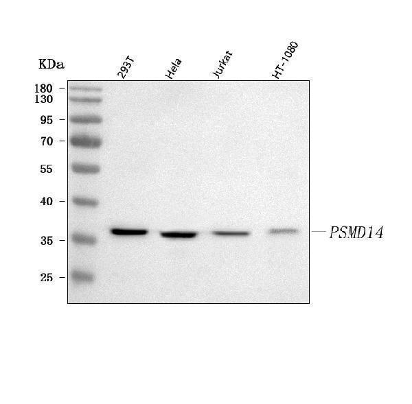  Western blot analysis of POH1/PSMD14 using anti-POH1/PSMD14 antibody (A06584-1)