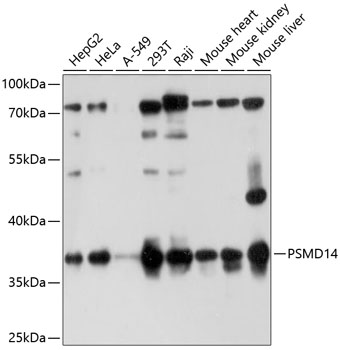 a06584 psmd14 primary antiboties wb testing 1