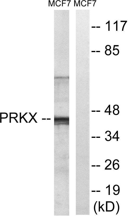 a06585 1 prkx primary antibodies wb testing 2