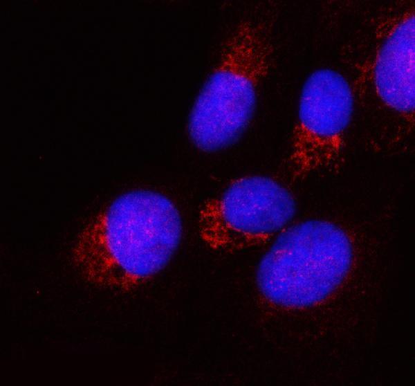 a06587 ppa2 primary antibodies if testing 8