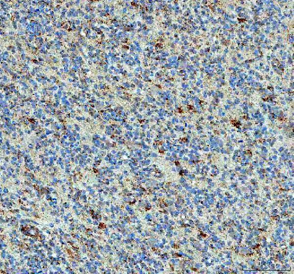 a06587 ppa2 primary antibodies ihc testing 4