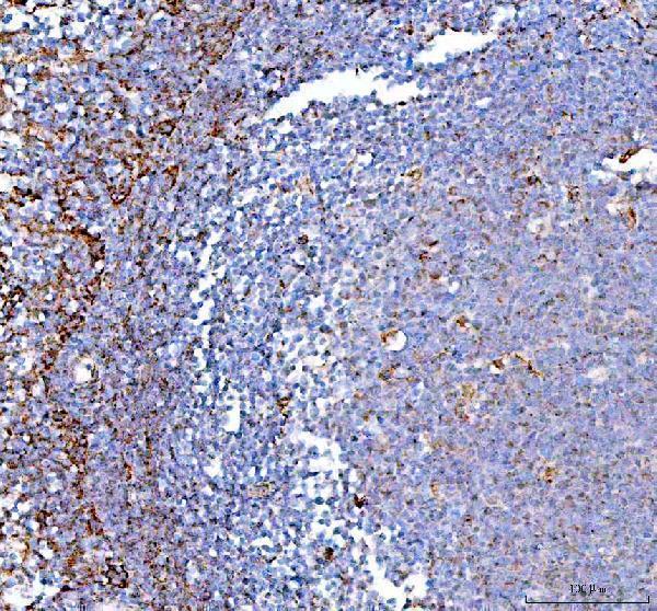 a06587 ppa2 primary antibodies ihc testing 7