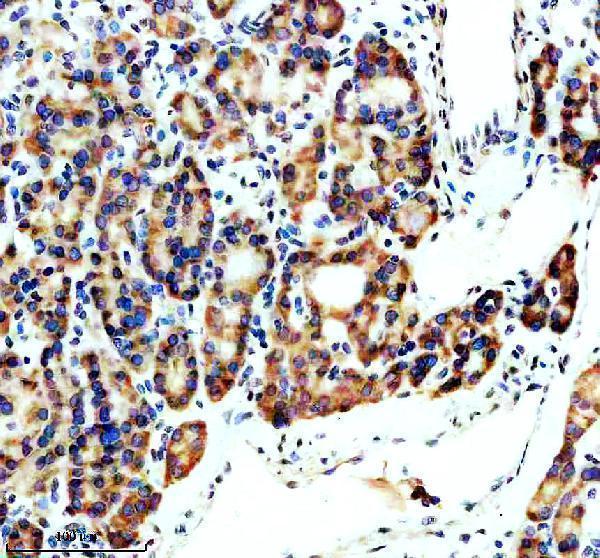 a06588 1 spock1 primary antibodies ihc testing 1