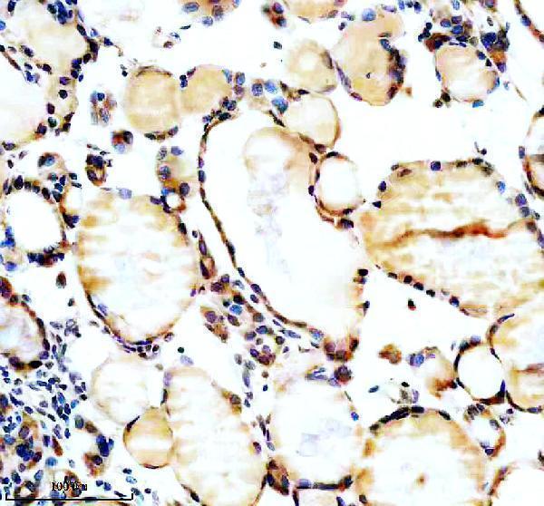 a06588 1 spock1 primary antibodies ihc testing 2