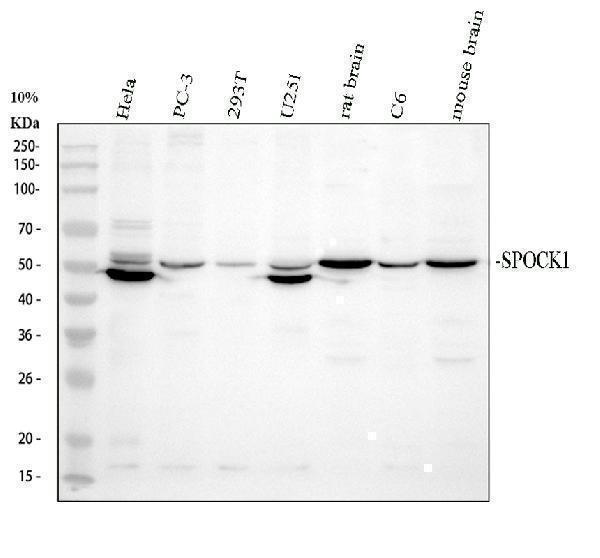 a06588 1 spock1 primary antibodies wb testing 1