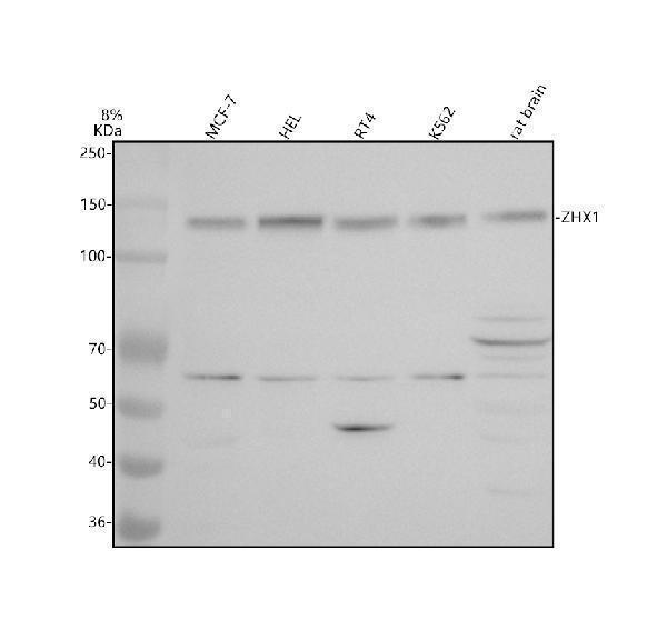 a06590 1 zhx1 primary antibodies wb testing 1