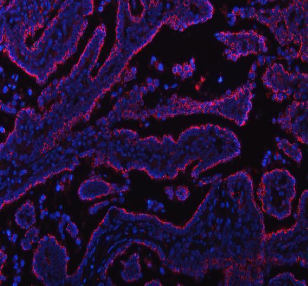 a06591 2 tgoln2 primary antibodies if testing 1