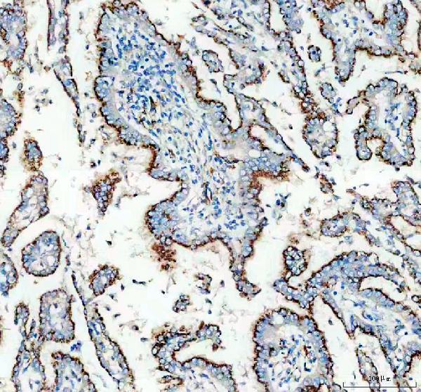 a06591 2 tgoln2 primary antibodies ihc testing 1