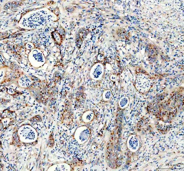 a06591 2 tgoln2 primary antibodies ihc testing 2