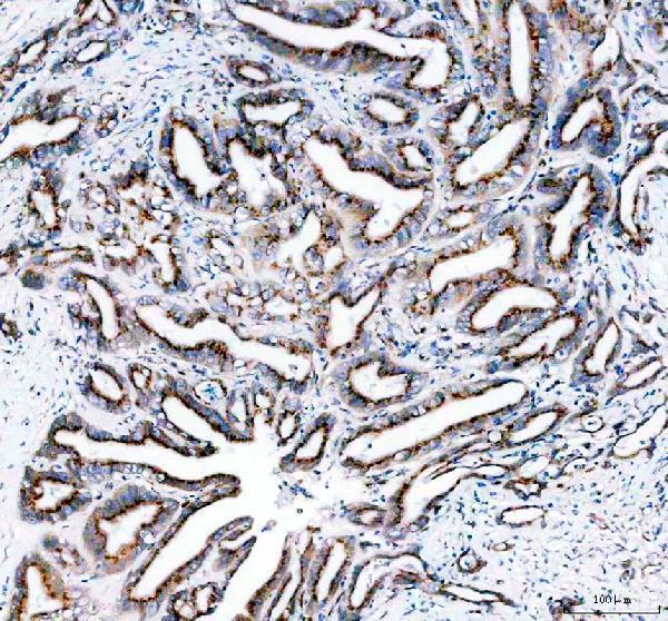 a06591 2 tgoln2 primary antibodies ihc testing 3