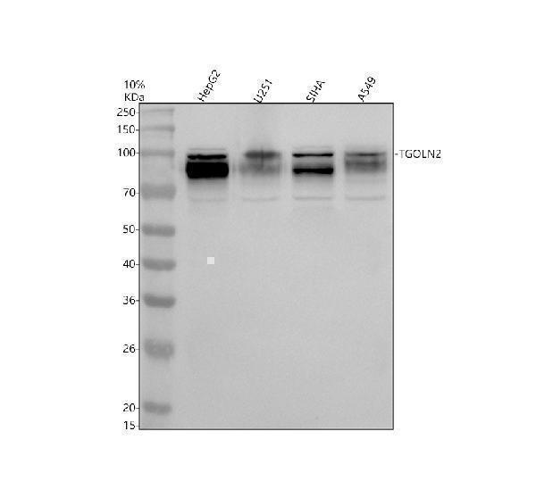 a06591 2 tgoln2 primary antibodies wb testing 1