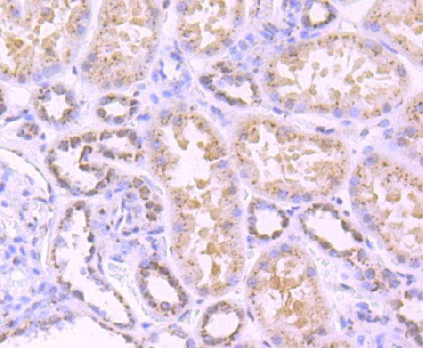 a06591 tgoln2 primary antiboties ihc testing 2