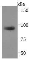 a06591 tgoln2 primary antiboties wb testing 1