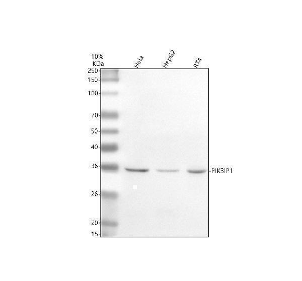 a06592 1 pik3ip1 primary antibodies wb testing 1