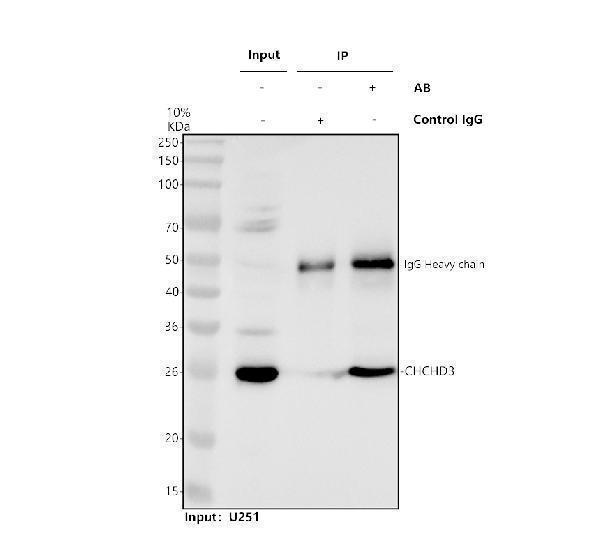 a06593 2 chchd3 primary antibodies ip testing 1