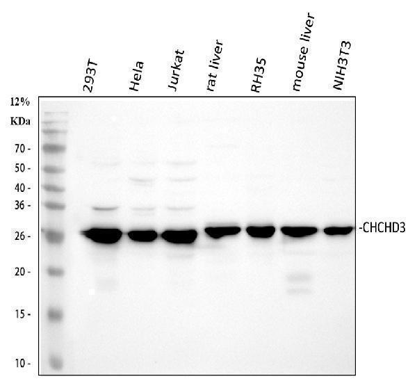  Western blot analysis of CHCHD3 using anti-CHCHD3 antibody (A06593-2)