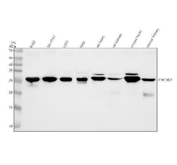 a06593 2 chchd3 primary antibodies wb testing 1_1