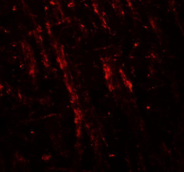 a06595 nlgn2 primary antibodies if testing 3