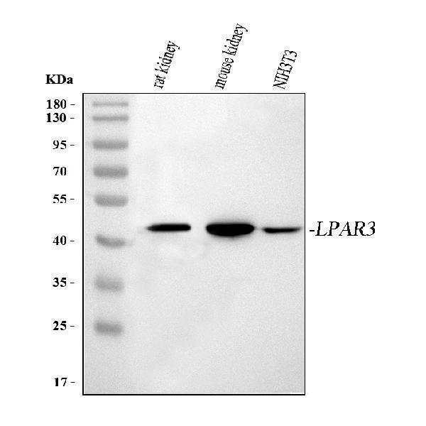  Western blot analysis of EDG7/LPAR3 using anti-EDG7/LPAR3 antibody (A06597-3)