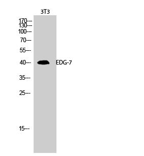 a06597 lpar3 primary antibodies wb testing 2
