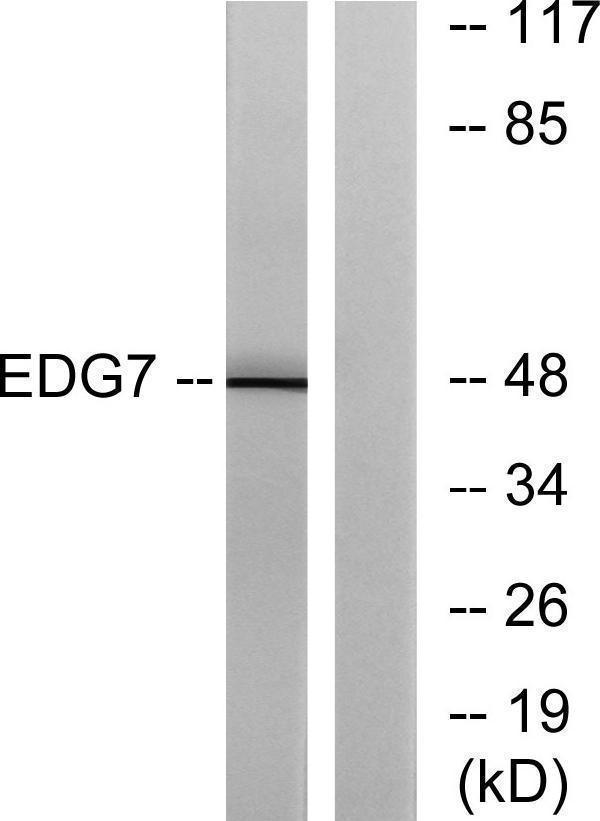 a06597 lpar3 primary antibodies wb testing 3