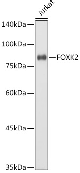 a06599 foxk2 primary antiboties wb testing 1