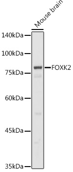 a06599 foxk2 primary antiboties wb testing 2