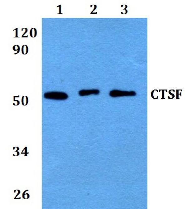 a06600 ctsf primary antiboties wb testing 1