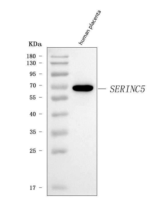 a06603 serinc5 primary antibodies wb testing 1