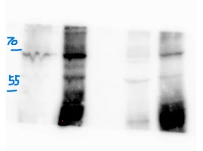 a06603 serinc5 primary antibodies wb testing 4