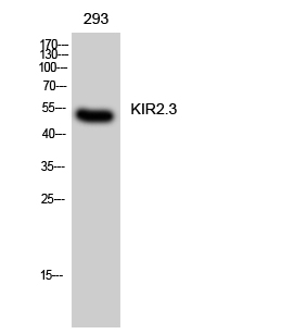 a06605 1 kcnj4 primary antibodies wb testing 2