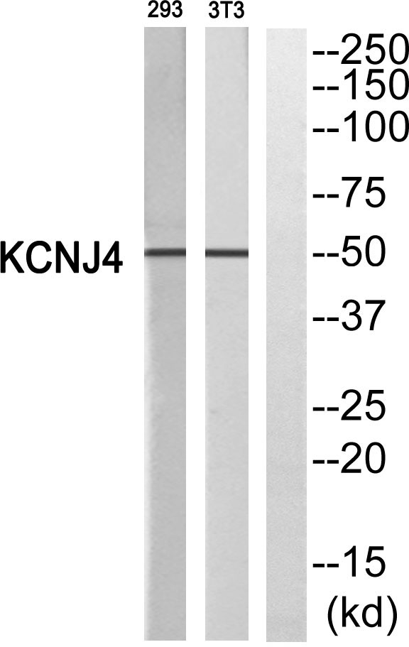 a06605 1 kcnj4 primary antibodies wb testing 3