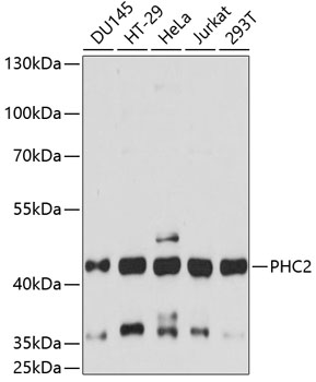 a06606 phc2 primary antiboties wb testing 1