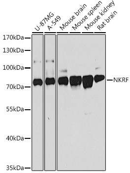 a06610 nkrf primary antiboties wb testing 1