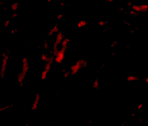 Immunofluorescence of CDCA8 in rat kidney tissue with CDCA8 antibody at 20 μg/mL